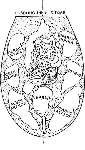 Yazik image